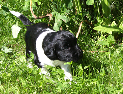 Jeepo ensimmäistä kertaa ulkona